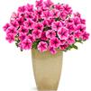 Petunia 'Supertunia Mini Strawberry Pink Vein'