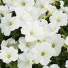 Petunia 'Supertunia Mini White'