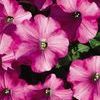 Petunia 'Supertunia Raspberry Blast'