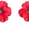 Petunia 'Supertunia Red'