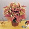 Poinsettia Euphorbia Pulcherrima 'Strawberries N' Cream'