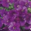 Petunia 'Surfinia Amethyst'