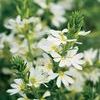 Scaevola  'Whirlwind White'