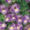 Torenia  'Catalina Blue'