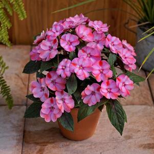 SunPatiens hybrida 'Compact Pink Candy'