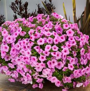 Petunia hybrida 'Colorworks Pink Radiance'