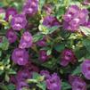Torenia 'Summer Wave Amethyst'