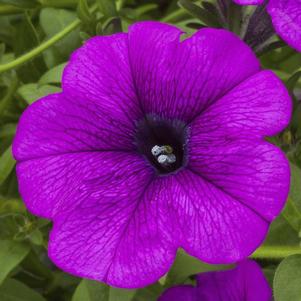 Petunia hybrida 'Sanguna Deep Lavender Vein'