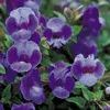Torenia 'Summer Wave Blue'