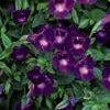Torenia 'Summer Wave Large Violet'