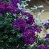 Verbena 'Babylon Carpet Blue'