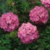 Verbena 'Babylon Deep Pink'