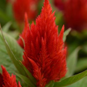 Celosia plumosa 'First Flame Scarlet'