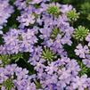 Verbena 'Babylon Light Blue'