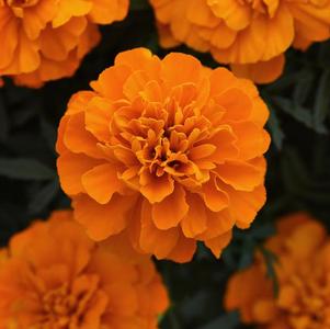 Marigold tagetes patula 'Bonanza Deep Orange Imp'