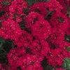 Verbena 'Babylon Neon Rose'