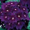 Verbena 'Babylon Purple'