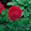 Verbena 'Babylon Red'