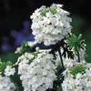 Verbena 'Babylon White'