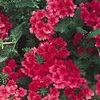 Verbena 'Superbena Coral Red Improved'