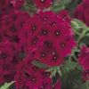 Verbena 'Superbena Burgundy'
