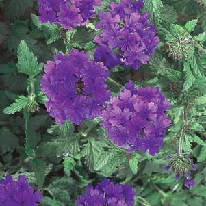 Verbena 'Superbena Dark Blue'