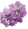 Verbena 'Superbena Large Lilac Blue'