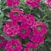 Verbena 'Superbena Pink Shades'