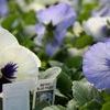 Pansy Viola X Wittrockiana 'Matrix Blue Frost'