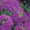 Verbena 'Superbena Purple'