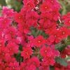 Verbena 'Tukana Raspberry'