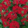 Verbena 'Tukana Scarlet'