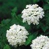 Verbena 'Tukana White'