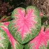 Caladiums  'Rosebud'