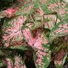 Caladiums 'Elise'