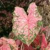 Caladiums 'Pink Beauty'