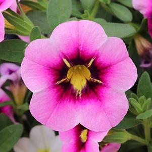 Calibrachoa Hybrida 'Bloomtastic Pink Flare'