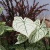 Caladiums  'Candidum Jr.'