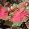 Caladiums  'Cardinal'