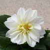 Dahlia 'Colorado'