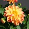 Dahlia 'Delicious Honey'