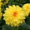 Dahlias 'Delicious Lemon Zest'