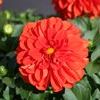 Dahlia 'Delicious Marmalade'