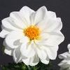 Dahlias 'Delicious Marshmallow Improved'