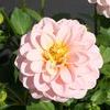Dahlias  'Delicious Strawberry Cream'