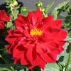 Dahlia 'Delicious Raspberry'
