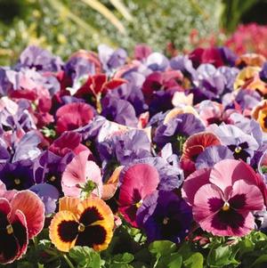 Pansy Viola X Wittrockiana 'Matrix Coastal Sunrise Mix'