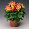 Dahlias  'Goldalia Orange'