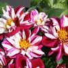 Dahlias  'Goldalia Rose'
