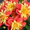 Dahlias  'Goldalia Scarlet'